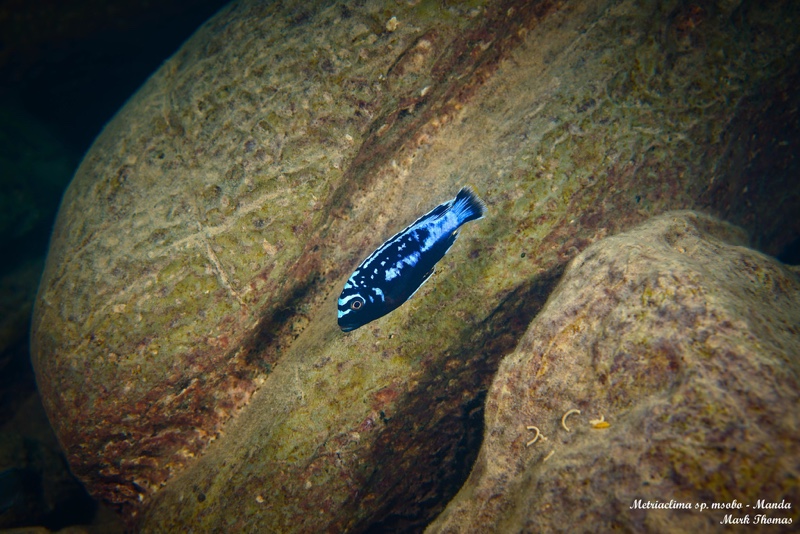 Maylandia sp. 'msobo' Manda